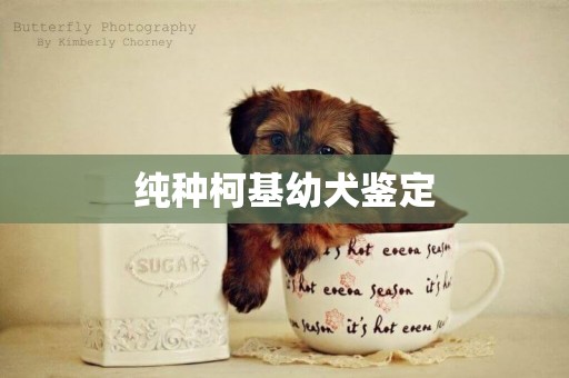 純種柯基幼犬鑒定