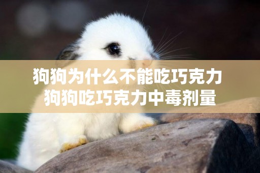 狗狗為什么不能吃巧克力 狗狗吃巧克力中毒劑量