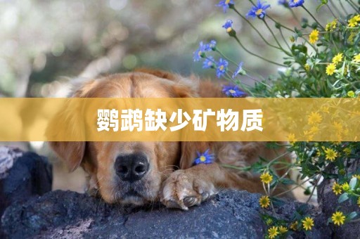 鸚鵡缺少礦物質