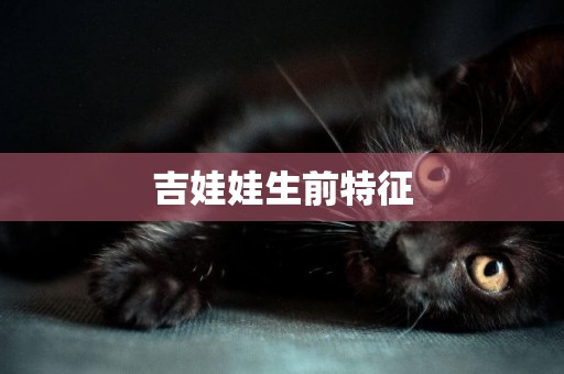 吉娃娃生前特征