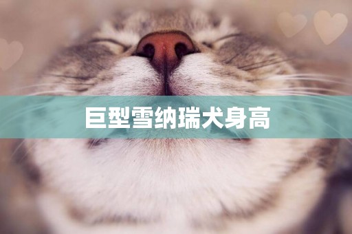 巨型雪納瑞犬身高