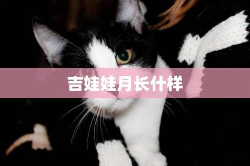 吉娃娃月長什樣