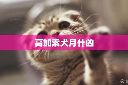 高加索犬月什兇
