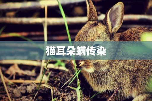 貓耳朵螨傳染