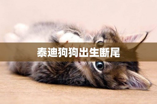 泰迪狗狗出生斷尾