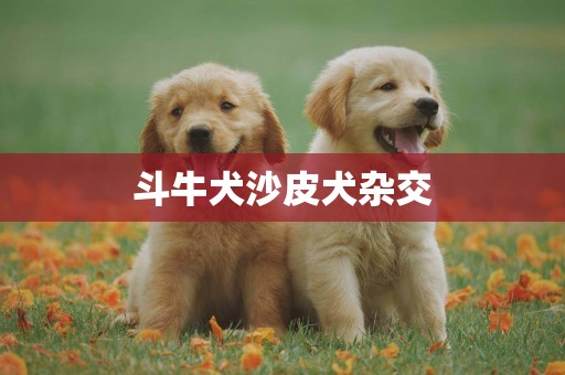 斗牛犬沙皮犬雜交