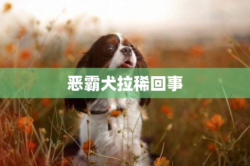 惡霸犬拉稀回事