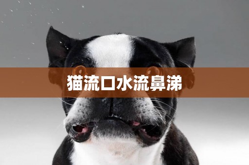 貓流口水流鼻涕