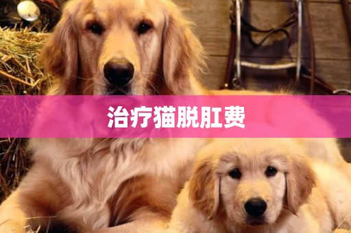 治療貓脫肛費