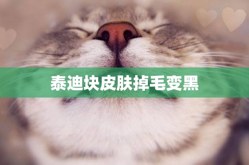 泰迪塊皮膚掉毛變黑