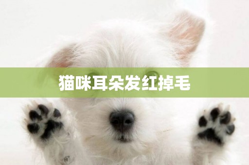 貓咪耳朵發紅掉毛