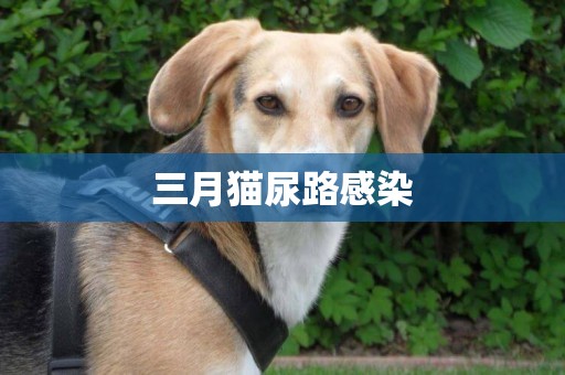 三月貓尿路感染