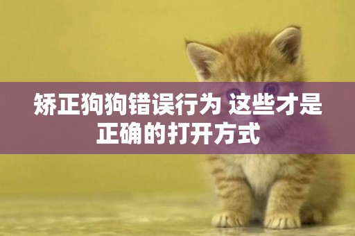 矯正狗狗錯誤行為 這些才是正確的打開方式