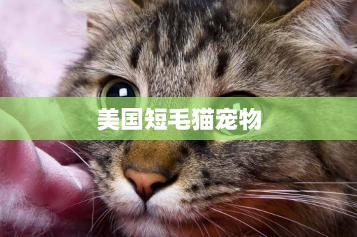 美國短毛貓寵物