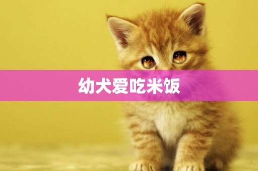 幼犬愛吃米飯