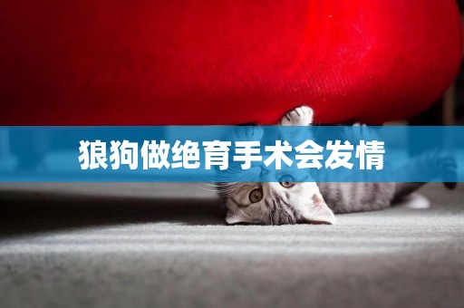 狼狗做絕育手術會發情