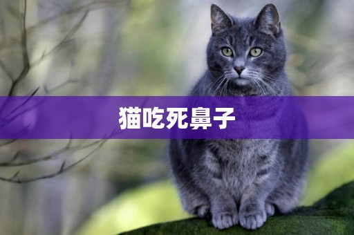 貓吃死鼻子