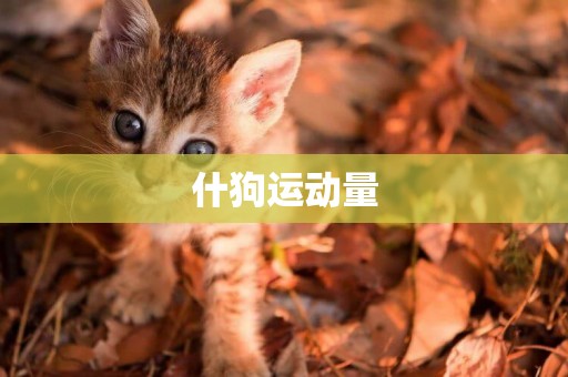 什狗運動量