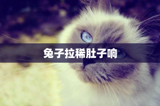 兔子拉稀肚子響