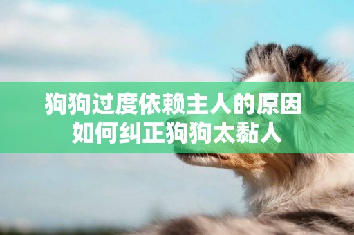 狗狗過度依賴主人的原因 如何糾正狗狗太黏人