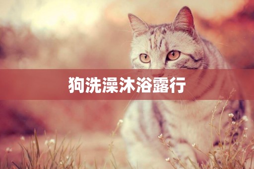 狗洗澡沐浴露行