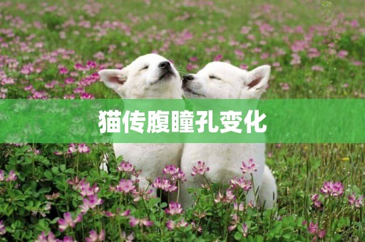 貓傳腹瞳孔變化
