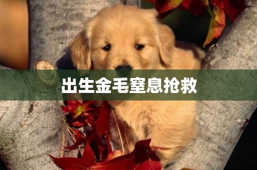 出生金毛窒息搶救