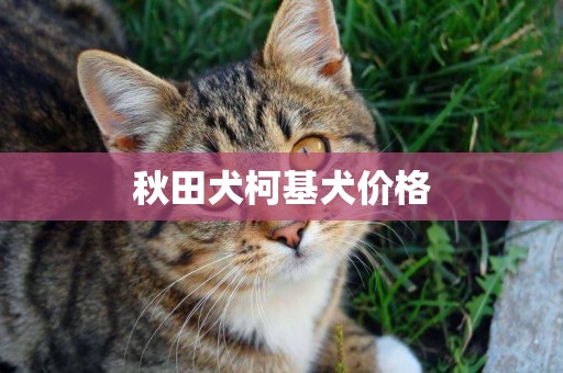 秋田犬柯基犬價格