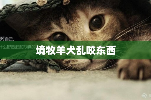 境牧羊犬亂咬東西
