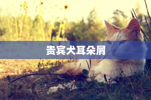 貴賓犬耳朵屑