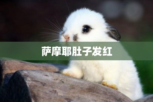 薩摩耶肚子發紅