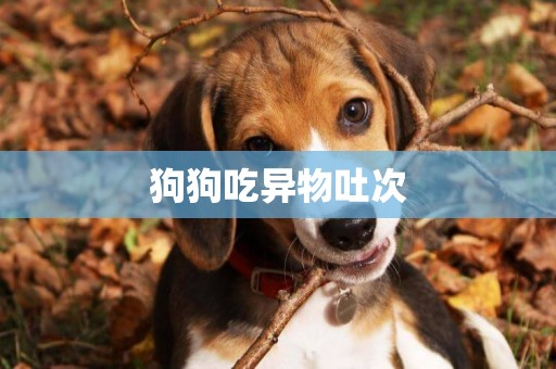 狗狗吃異物吐次