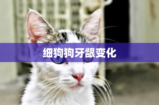 細狗狗牙齦變化
