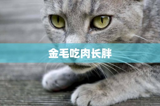 金毛吃肉長胖