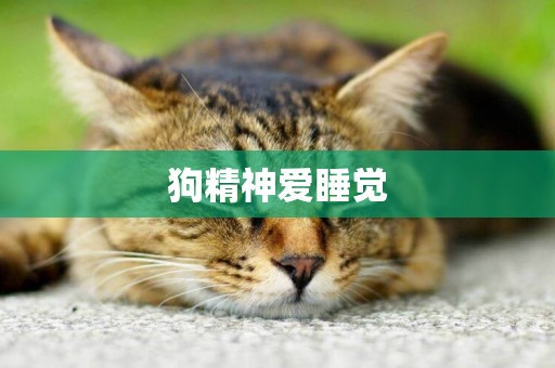 狗精神愛睡覺