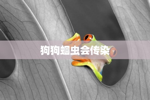 狗狗蛔蟲會傳染