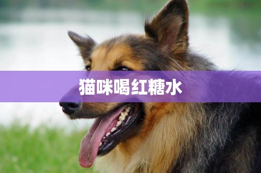 貓咪喝紅糖水