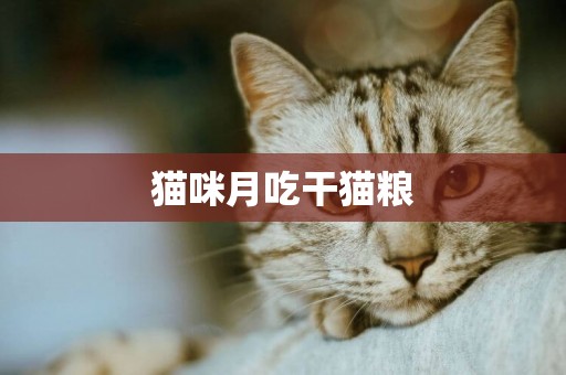 貓咪月吃干貓糧
