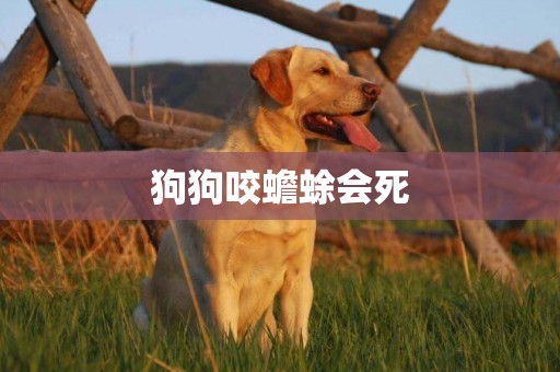 狗狗咬蟾蜍會死