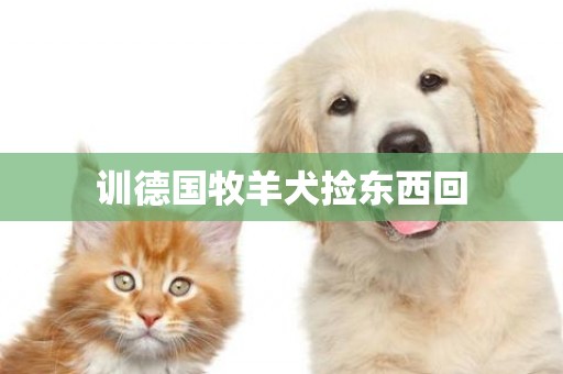 訓德國牧羊犬撿東西回