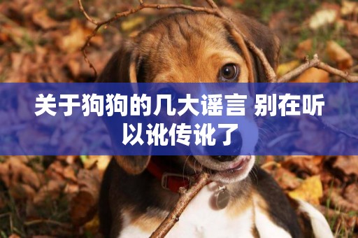 關于狗狗的幾大謠言 別在聽以訛傳訛了