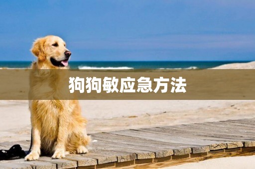 狗狗敏應急方法