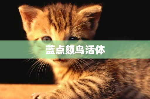 藍點頦鳥活體