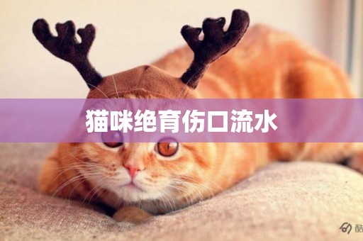 貓咪絕育傷口流水