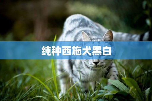 純種西施犬黑白