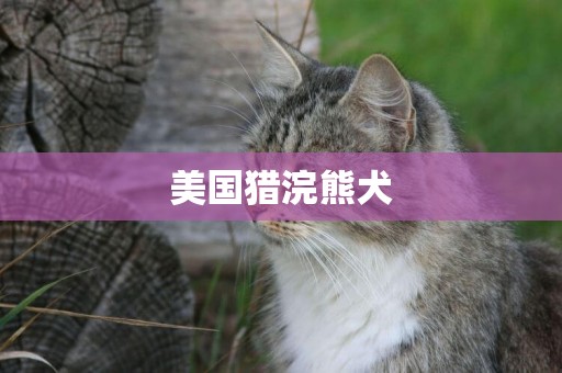 美國獵浣熊犬