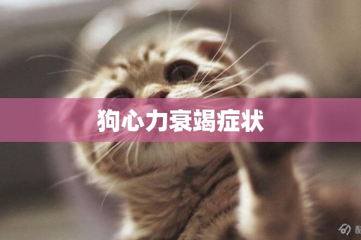 狗心力衰竭癥狀