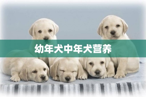 幼年犬中年犬營養