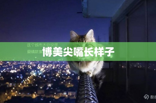 博美尖嘴長樣子