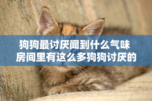 狗狗最討厭聞到什么氣味 房間里有這么多狗狗討厭的味道